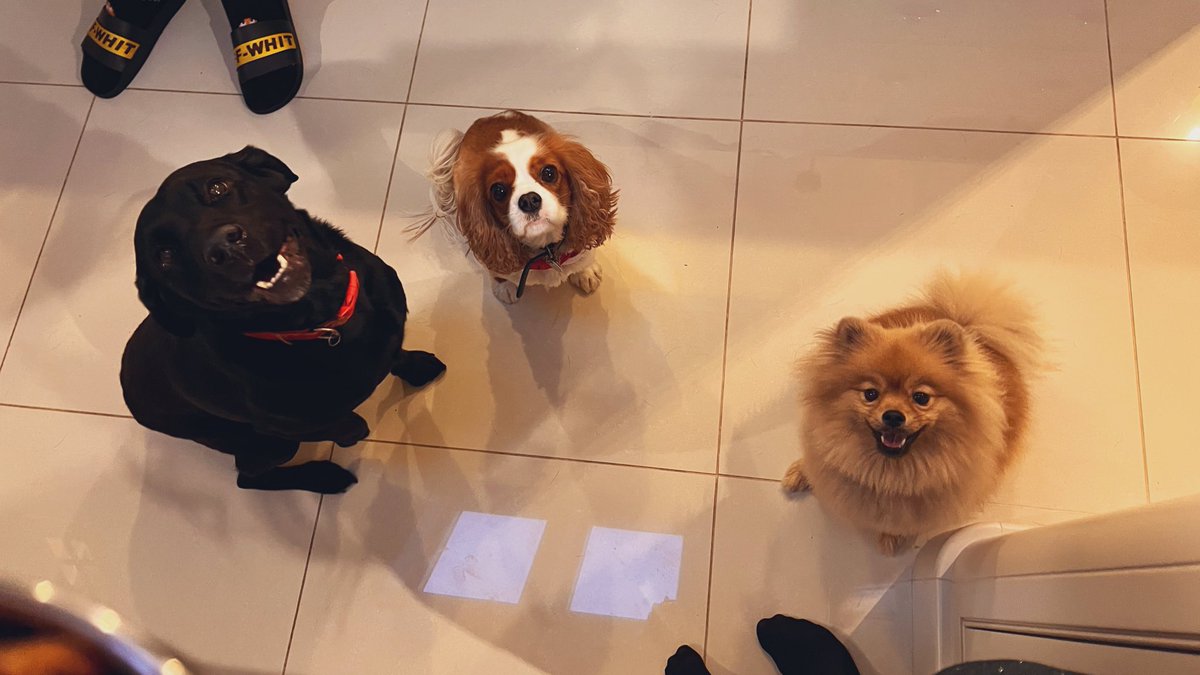 claresiobhan's tweet photo. Guess whose is whose? 🐶🐶🐻 https://t.co/wTkQtvyGY4