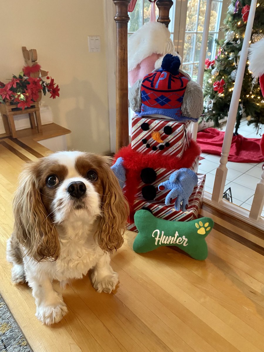 Merry Christmas from our family to yours 🎁🌲 #cavpack #cavalierkingcharles