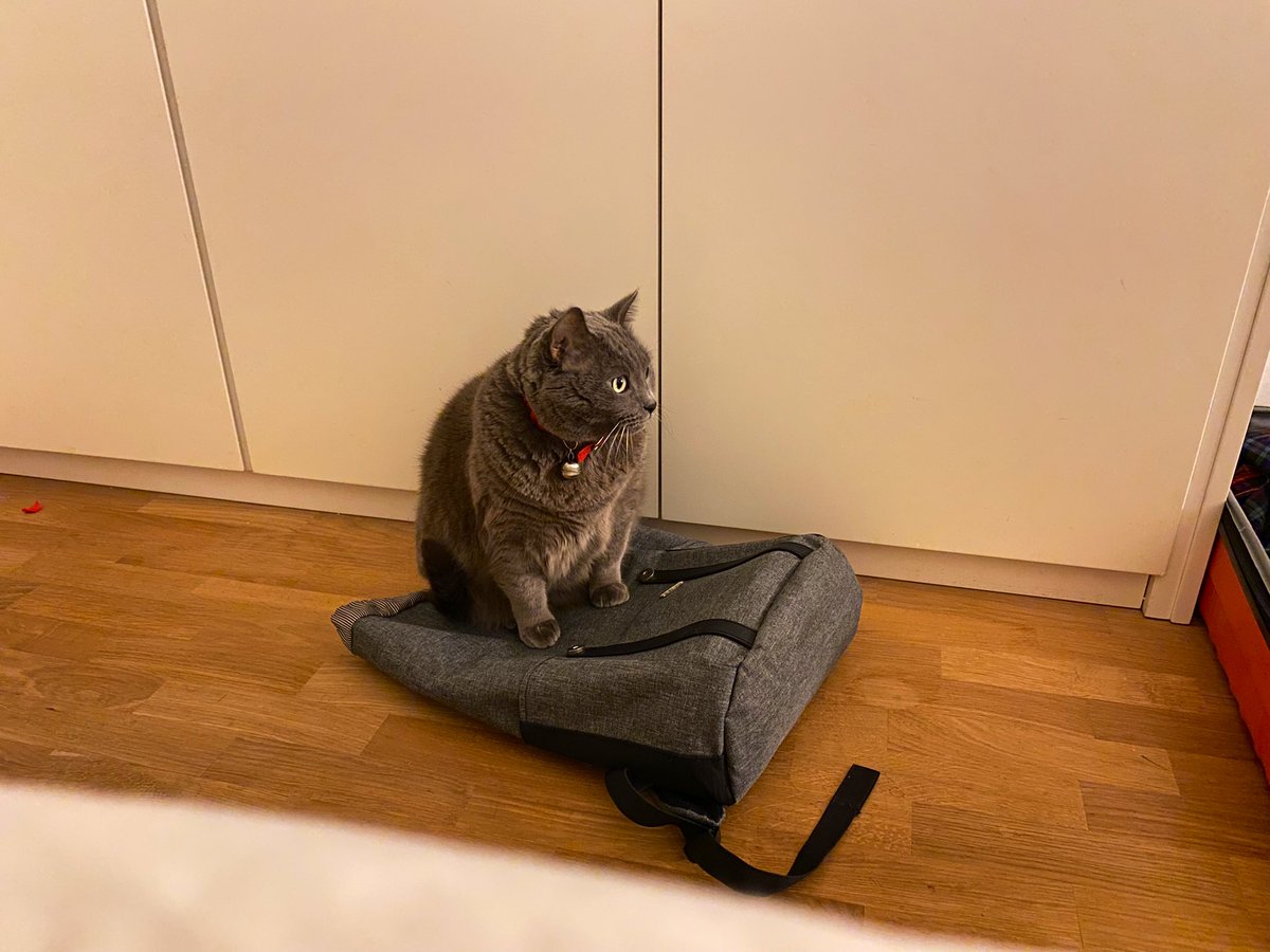 cesaredcl's tweet image. my cat looking at the huge luggage for my new adventure @nokia in helsinki be like