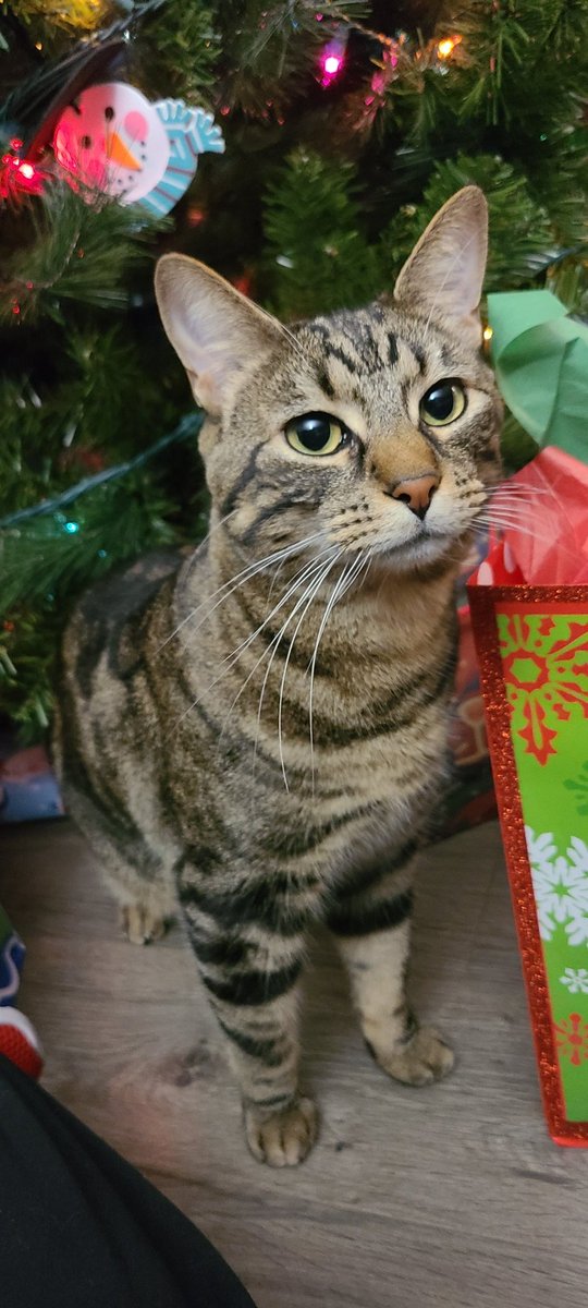 2022 Corolla Lda Problems Cluster Christmas Tree Dogjr (@Dogjr2Fast4U) / Twitter