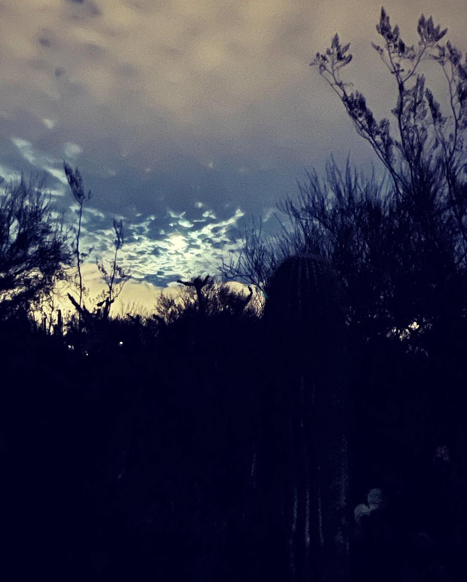 Grania64156311's tweet photo. Trying to capture Christmas Eve moon behind rain clouds. Doggos kept setting off the motion lights. 
Then I turned around to go back inside and caught the stars by my friend, the ancient cactus. 

#ChristmasEve #DesertMoon #DesertStars #SonoranWinterSkies
#RedButteTucson https://t.co/gUQ4HLu3ke
