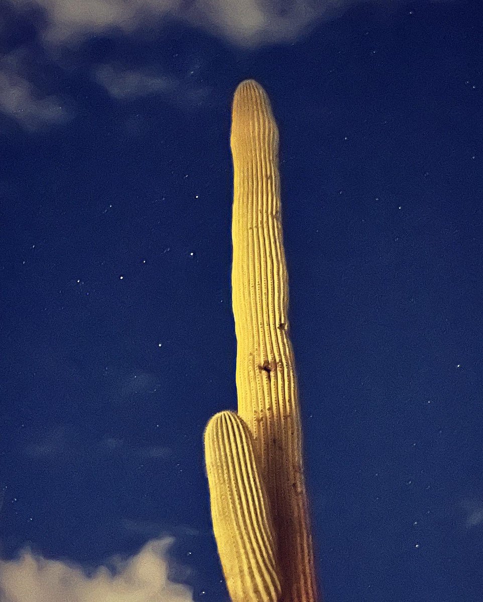 Grania64156311's tweet photo. Trying to capture Christmas Eve moon behind rain clouds. Doggos kept setting off the motion lights. 
Then I turned around to go back inside and caught the stars by my friend, the ancient cactus. 

#ChristmasEve #DesertMoon #DesertStars #SonoranWinterSkies
#RedButteTucson https://t.co/gUQ4HLu3ke