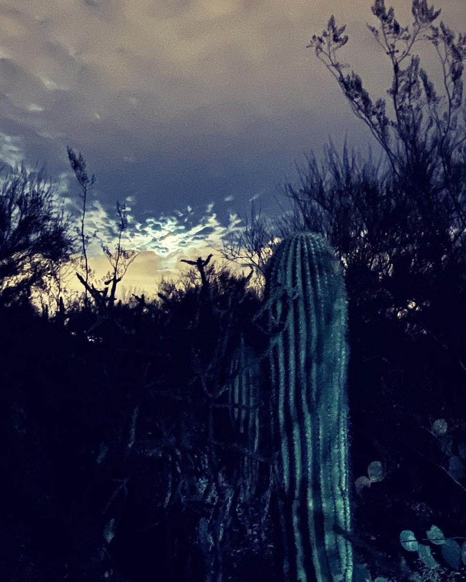 Grania64156311's tweet photo. Trying to capture Christmas Eve moon behind rain clouds. Doggos kept setting off the motion lights. 
Then I turned around to go back inside and caught the stars by my friend, the ancient cactus. 

#ChristmasEve #DesertMoon #DesertStars #SonoranWinterSkies
#RedButteTucson https://t.co/gUQ4HLu3ke