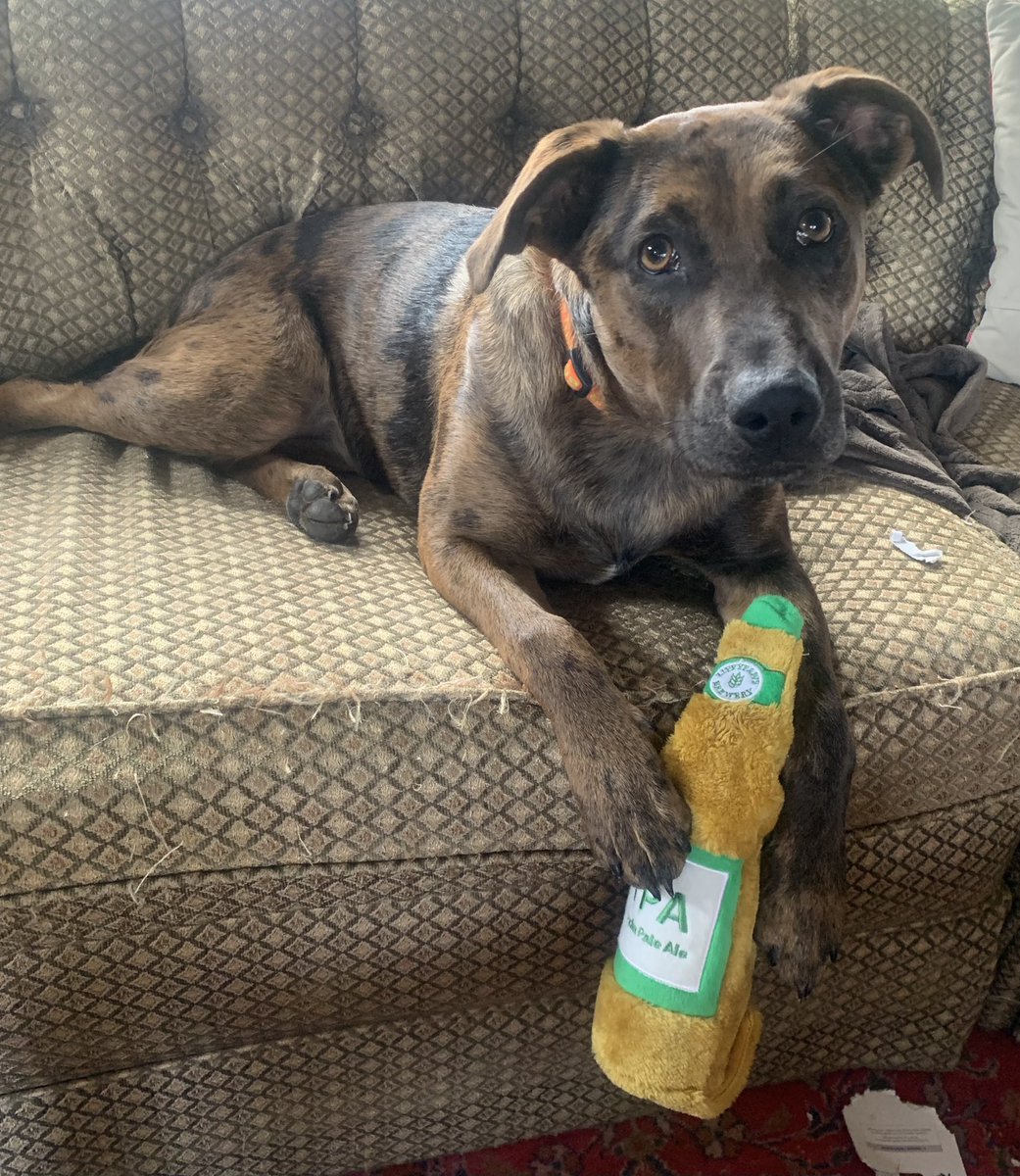 suhayscarson's tweet photo. @fondrenlock Charlie Brown says that he would love to play with his sis maybe Monday if she’s here! Costumes or not! That is- right after he’s done with his IPA… https://t.co/cTaWw4PObJ