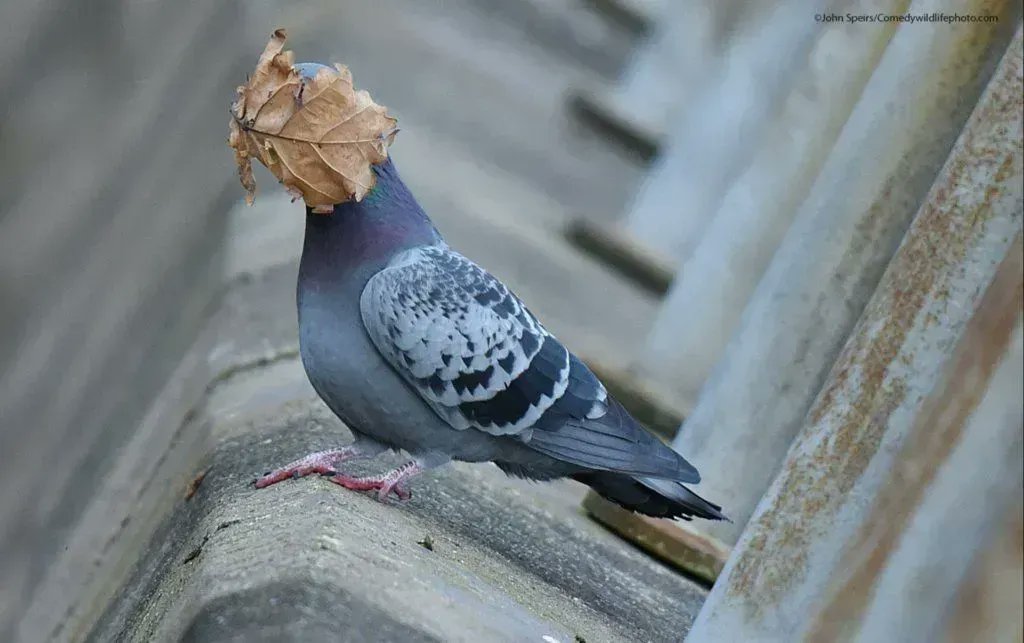 🦑 LM 🌸 LMgoth ⚔️ tweet media