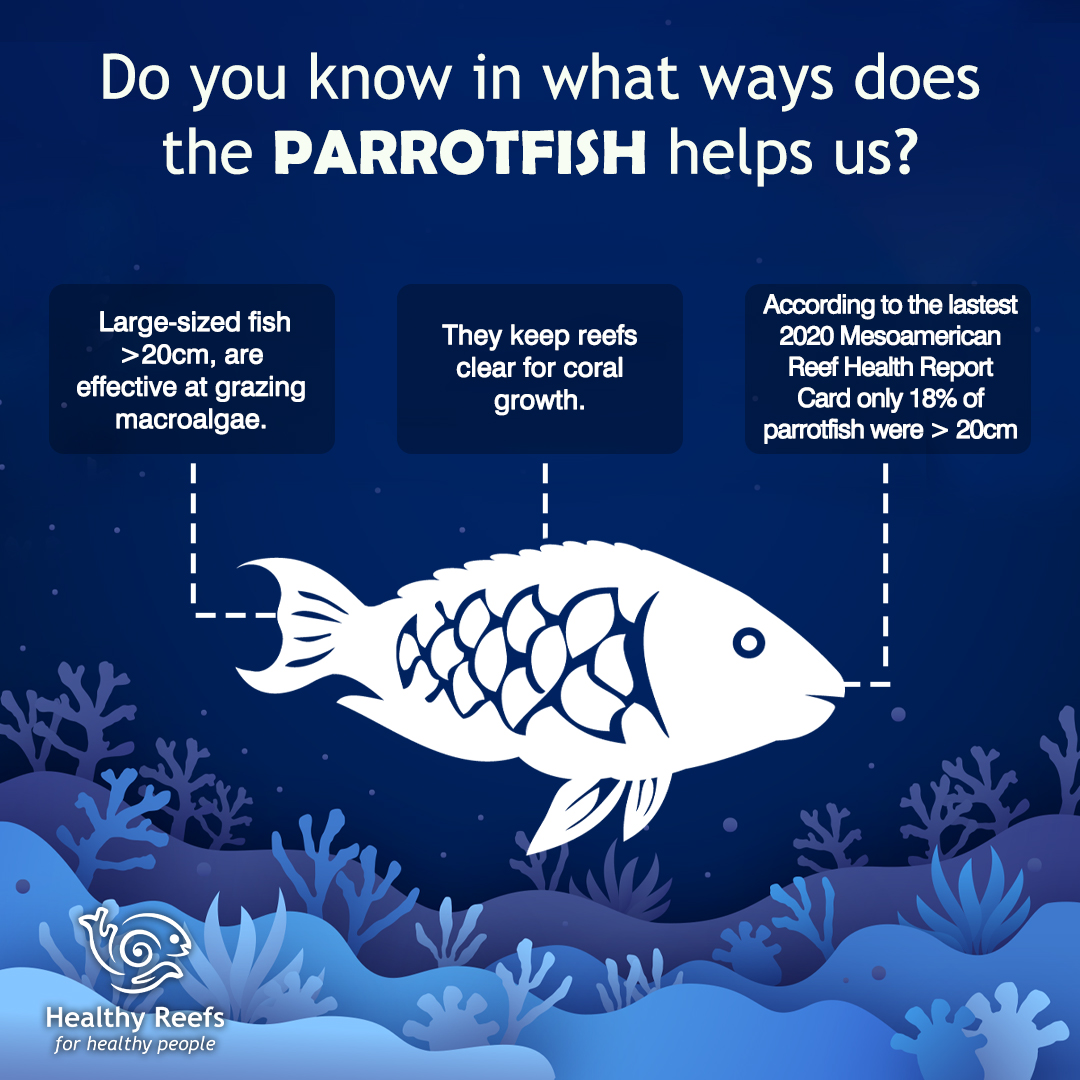 Do you know in which ways does the #parrotfish helps us?
