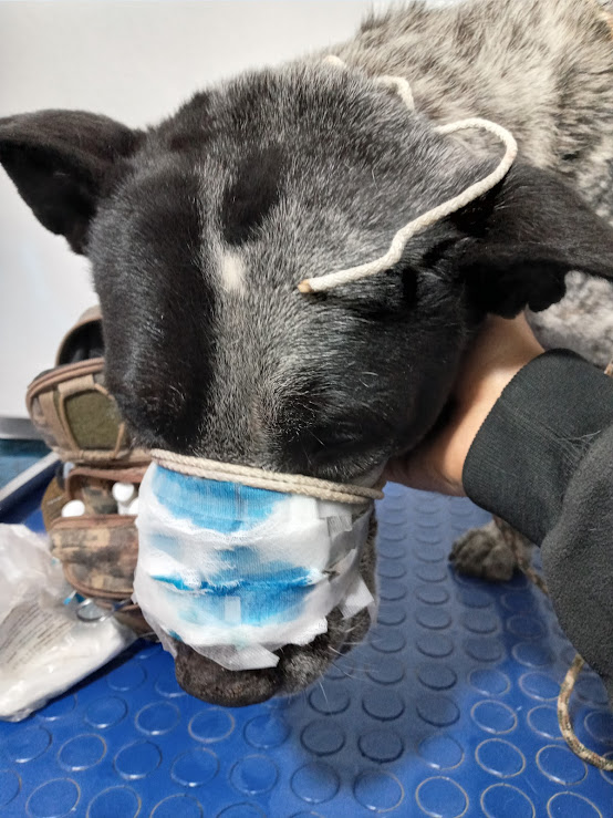 FredyVanDog's tweet photo. Aquí los avances de Junior, el perro de la herida en el hocico: limpieza de herida, remoción de piel muerta y antibiótico. Si deseas ayudar puedes hacerlo a:
Cuenta Bancaria
Fredy Rodríguez Jiménez. 
Banco Azteca. 
Cuenta 8646 0295 2357 89 
CLABE 1271 8000 2952 3578 93. 
Gracias! https://t.co/XWgPoocTAB