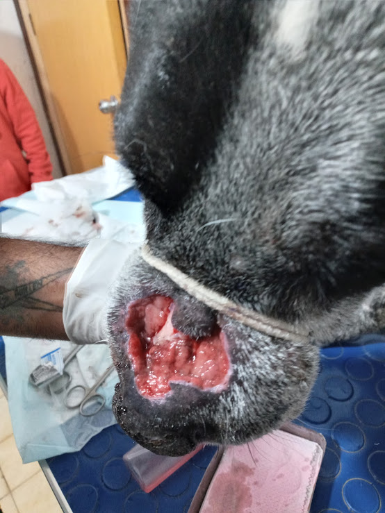 FredyVanDog's tweet photo. Aquí los avances de Junior, el perro de la herida en el hocico: limpieza de herida, remoción de piel muerta y antibiótico. Si deseas ayudar puedes hacerlo a:
Cuenta Bancaria
Fredy Rodríguez Jiménez. 
Banco Azteca. 
Cuenta 8646 0295 2357 89 
CLABE 1271 8000 2952 3578 93. 
Gracias! https://t.co/XWgPoocTAB