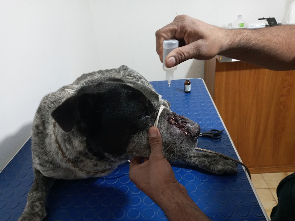 FredyVanDog's tweet photo. Aquí los avances de Junior, el perro de la herida en el hocico: limpieza de herida, remoción de piel muerta y antibiótico. Si deseas ayudar puedes hacerlo a:
Cuenta Bancaria
Fredy Rodríguez Jiménez. 
Banco Azteca. 
Cuenta 8646 0295 2357 89 
CLABE 1271 8000 2952 3578 93. 
Gracias! https://t.co/XWgPoocTAB