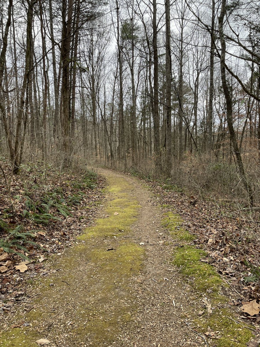 After the Christmas merriness, made time for a walk in the woods @UTArboretum