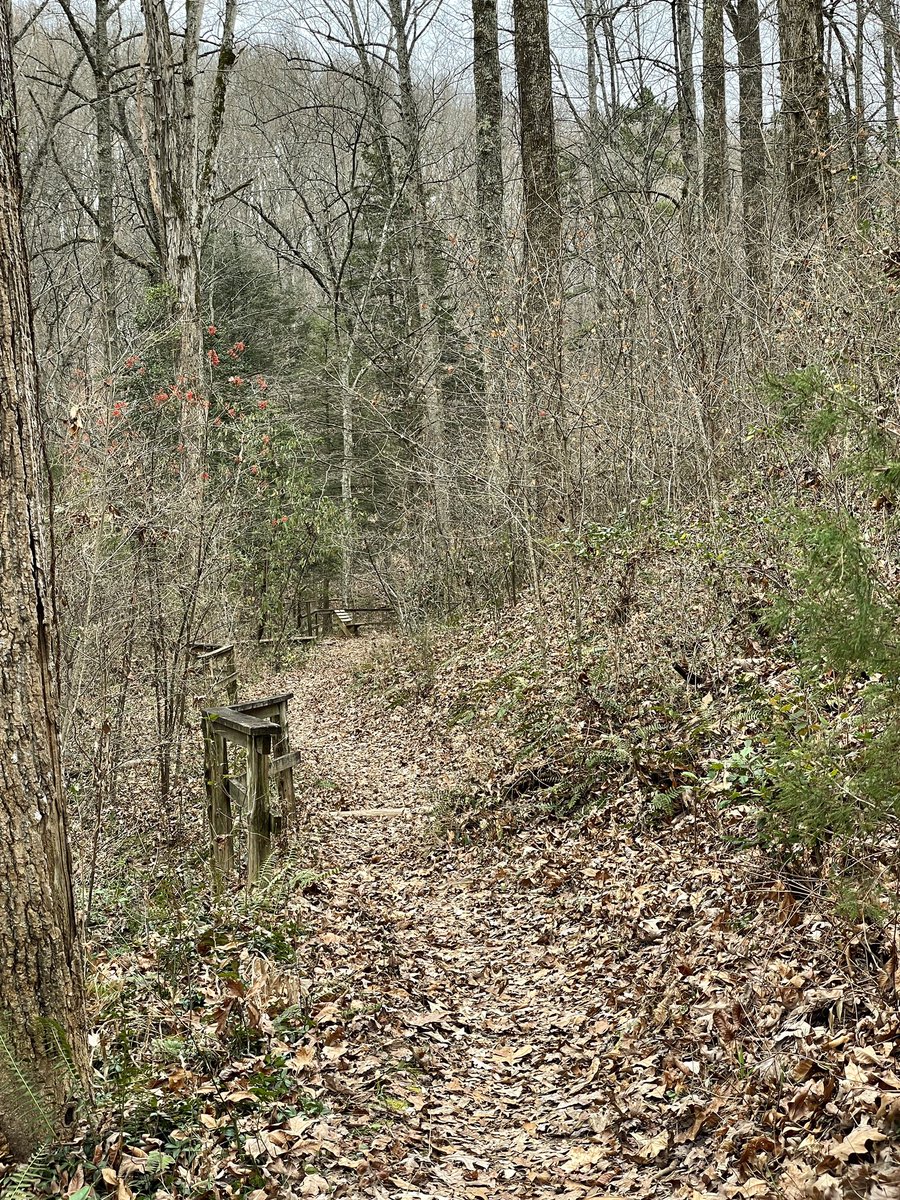 HikerTn's tweet photo. After the Christmas merriness, made time for a walk in the woods @UTArboretum https://t.co/htUE00qXKM