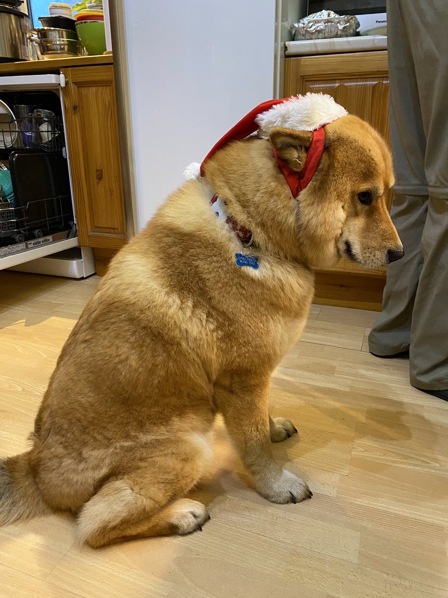 Don’t think my dog likes his hat…