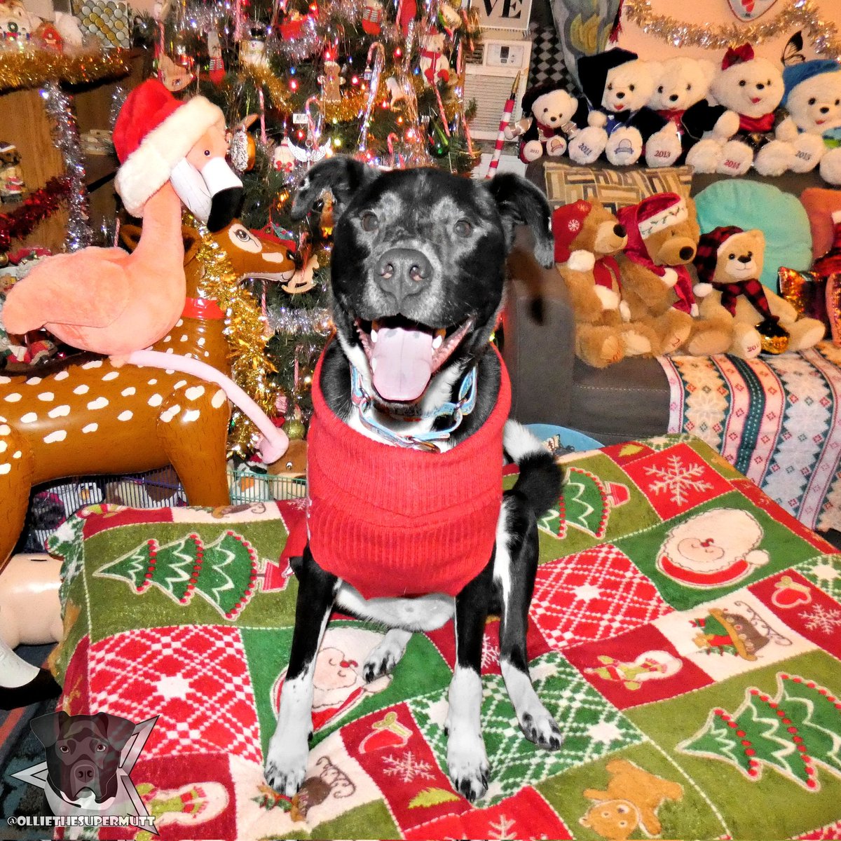 Merry Christmas everypawdy from me and all my Christmas friends! I hope Santa Paws brought you something special! 🎅🐕🎄🦌🦩🧸
.
-🐶-
.
#dogsoftwitter #dogsofinstagram #Twitterdogs Santa Paws #MerryXmas #ChristmasEve Merry Christmas #holidayseason #Christmas Ho Ho Ho