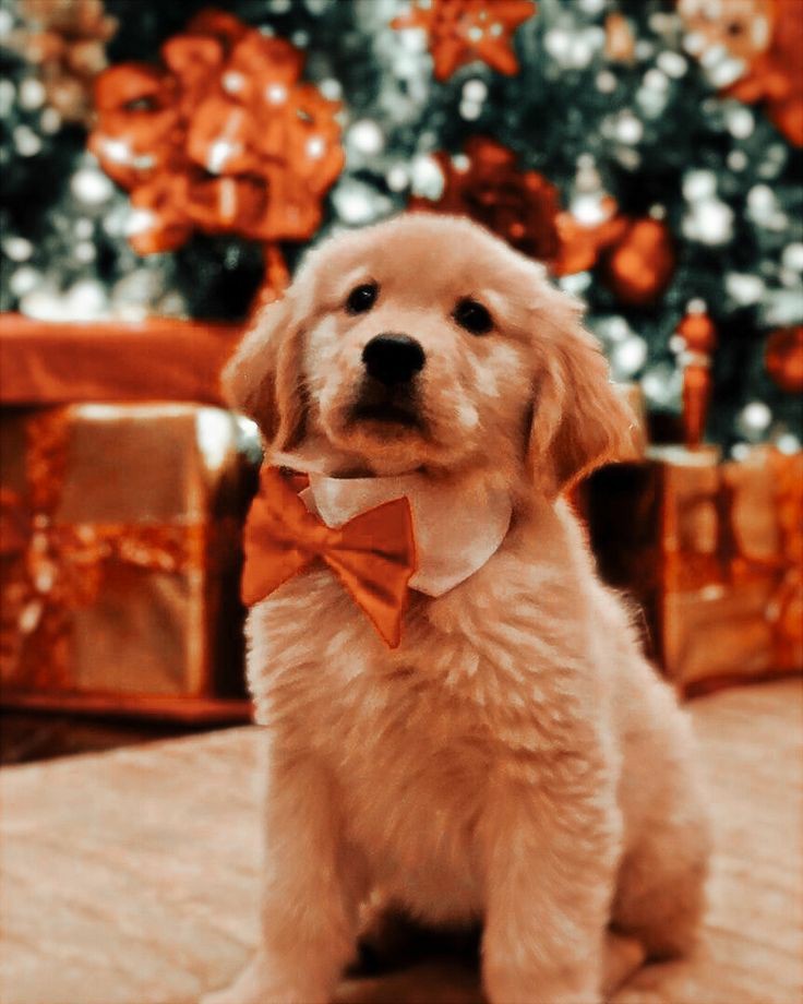 ㅤ
Psssst, feliz navidad, bonita. ¡Espero que puedas disfrutar mucho de este día! Por cierto, vengo en compañía.

──Ya está sacando un pequeño perrito con un moño de su mochila, para mostrárselo a <a href="/caoticcsoul/">‍ ‍ ‍ ‍ ‍ ‍ ‍ ‍ 𝓵͟𝒆𝒙𝒊𝒆 。</a>.──
ㅤ