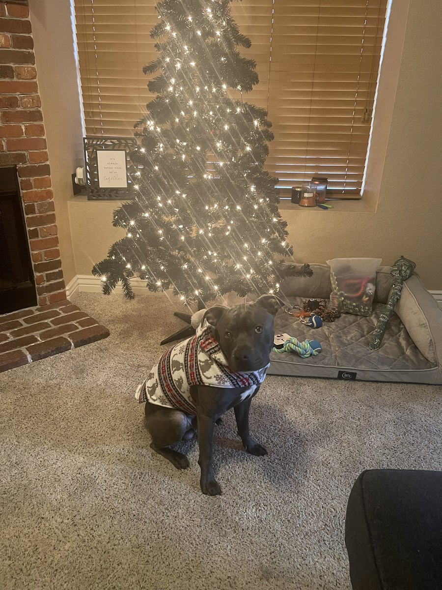 cliffstokes7's tweet photo. Merry Christmas 🎄 from Titus and I https://t.co/YOEURxqGb3