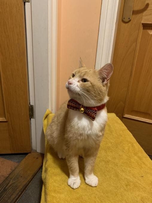 crimmas cat