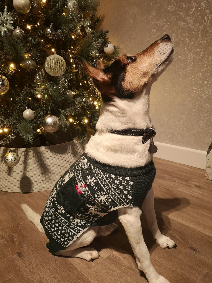 Snoopdougiedogs's tweet photo. Merry Christmas #tanktop #oldman https://t.co/RBKWSL017T