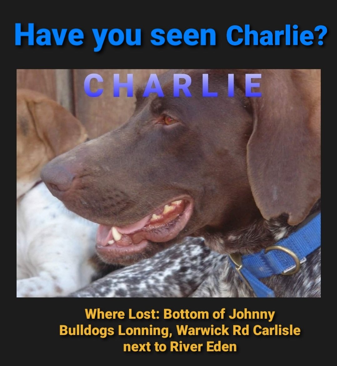 Anyone in UK, pls retweet. Charlie is still missing. Dog ID 172195 Male German Shorthaired Pointer (Neutered), Older Adult, liver and white, orange collar.
Where: Warwick Rd Carlisle next to River Eden Tel.10772281788, 201228530319
#HelpFindCharlie #Carlisle 
<a href="/CyprusPointers/">RehomingCYPointers</a>