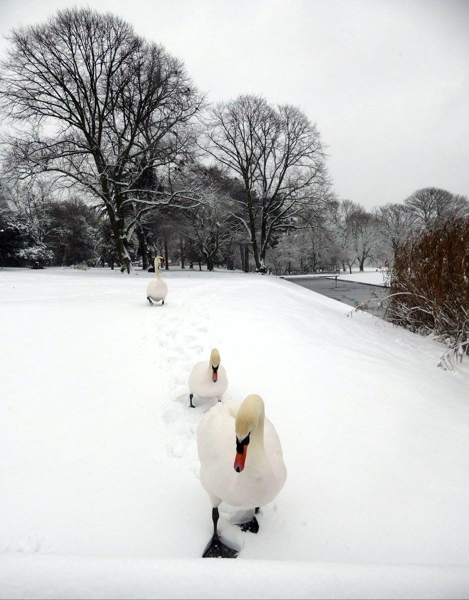 BOSFonline's tweet photo. Wishing everyone Happy Holidays and all the best wishes for 2022 from all us at BOSF!ย ๐๐๐
We would also like to say a big thank you to all of our Member groups and Associates for your continuedย support during this year.
๐ธ of #PerryHallPark taken by the local Friends Group https://t.co/UnNNjJBjd2