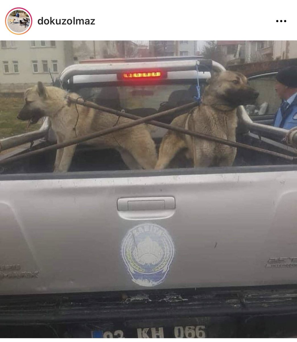 GdMella's tweet photo. Bu fotoğrafa iyi bakın, usulsüz toplama! Ülkenin dört bir yanında yanlarında veteriner hekim olmadan yasaya aykırı olarak aralarında kısır köpeklerin de bulundu��u köpekleri topluyorlar buna bir dur diyin sayın @RTErdogan #SokakHayvanlarıSahipsizDeğil #sahipsizlerinsahibiyiz https://t.co/oTNV8RaRh4