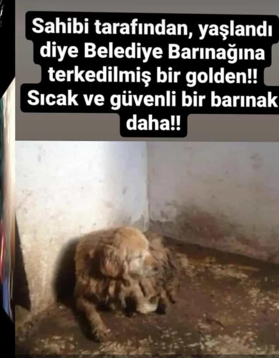 Barınak iyi bir yer mi sanıyorsunuz? Şu fotoğrafa bir bakın Suçları ne ?
 #SokakHayvanlarıSahipsizDeğil

#sahipsizlerinsahibiyiz

<a href="/RTErdogan/">Recep Tayyip Erdoğan</a>