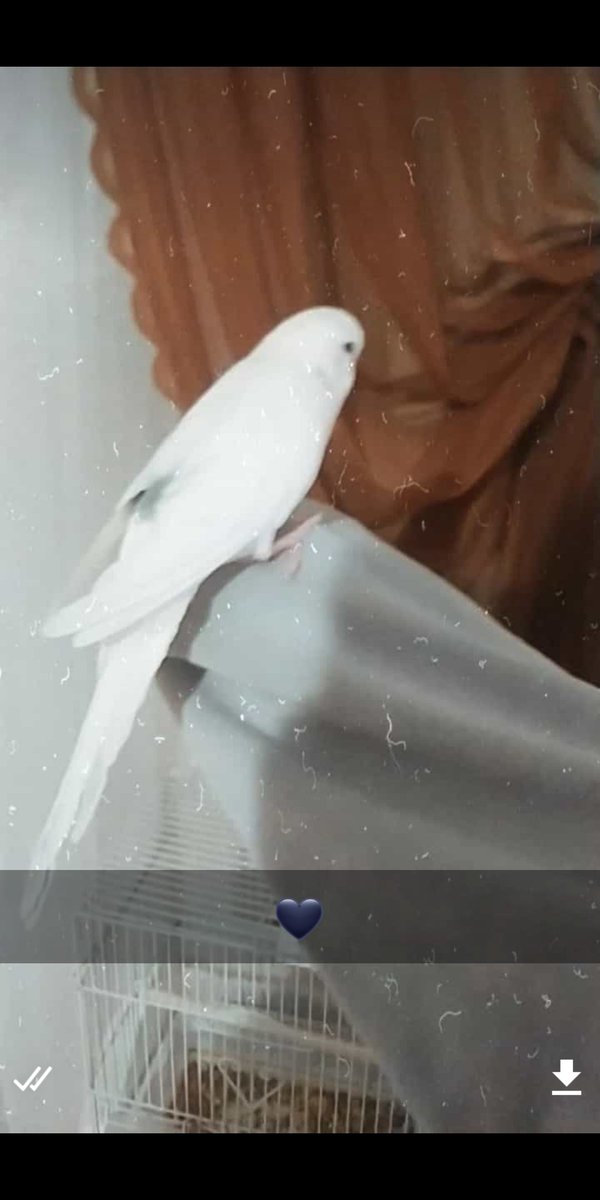 Bazen sadece bir kuş olmak istiyorum