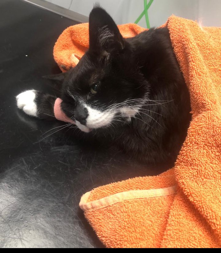 ezekiels_tomb's tweet photo. Yesterday my friend, my funny little boy, my weirdo rescue cat, died in my arms. 15 years of loyalty and love. I miss him dreadfully and suspect I always will. Rest in peace Fatman. You were, and are, so very loved. #cats #AdoptDontShop #rip #rescue #BlackCat #ripfatty https://t.co/HnTJsYdkxS