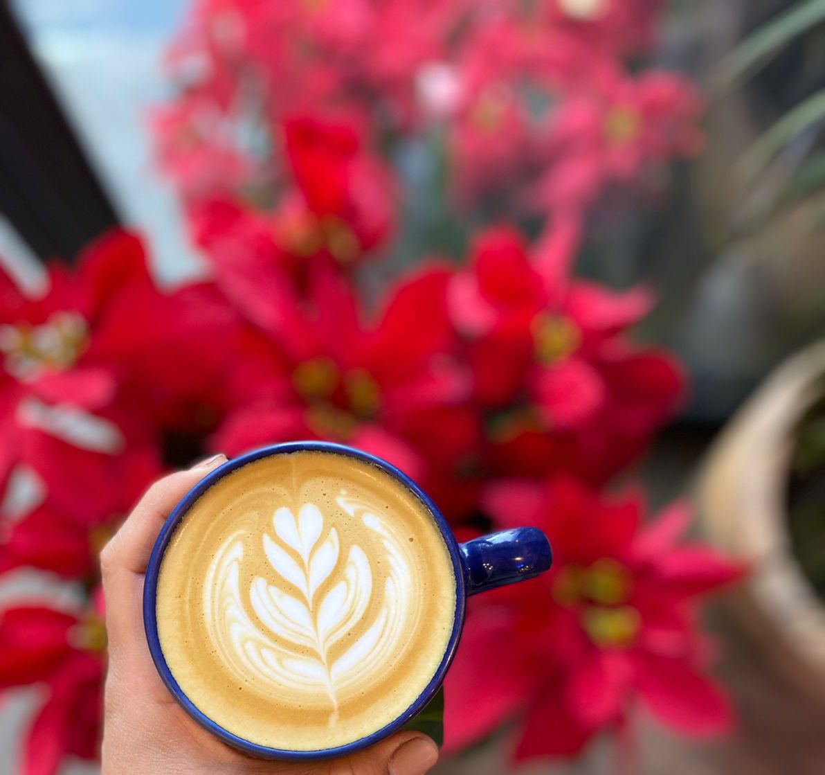chezvousCDMX's tweet photo. Joyeux Nöel ✨🎄
Les deseamos felicidad ILIMITADA para ustedes y sus seres queridos.
Que la salud y paz esté siempre presente en sus hogares 🏠
Y claro, también el buen café ☕️✨
#Timecafe #Navidad #Christmas #Xmas #FelizNavidad #ArteLatte #LatteArt #cafe  #cappuccino #anticafe https://t.co/mMuswfau6s