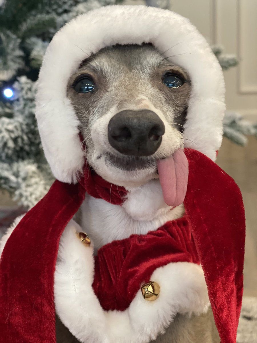 nocontextcermet's tweet photo. 🎄🎅🎄 https://t.co/6f6QimIvlv