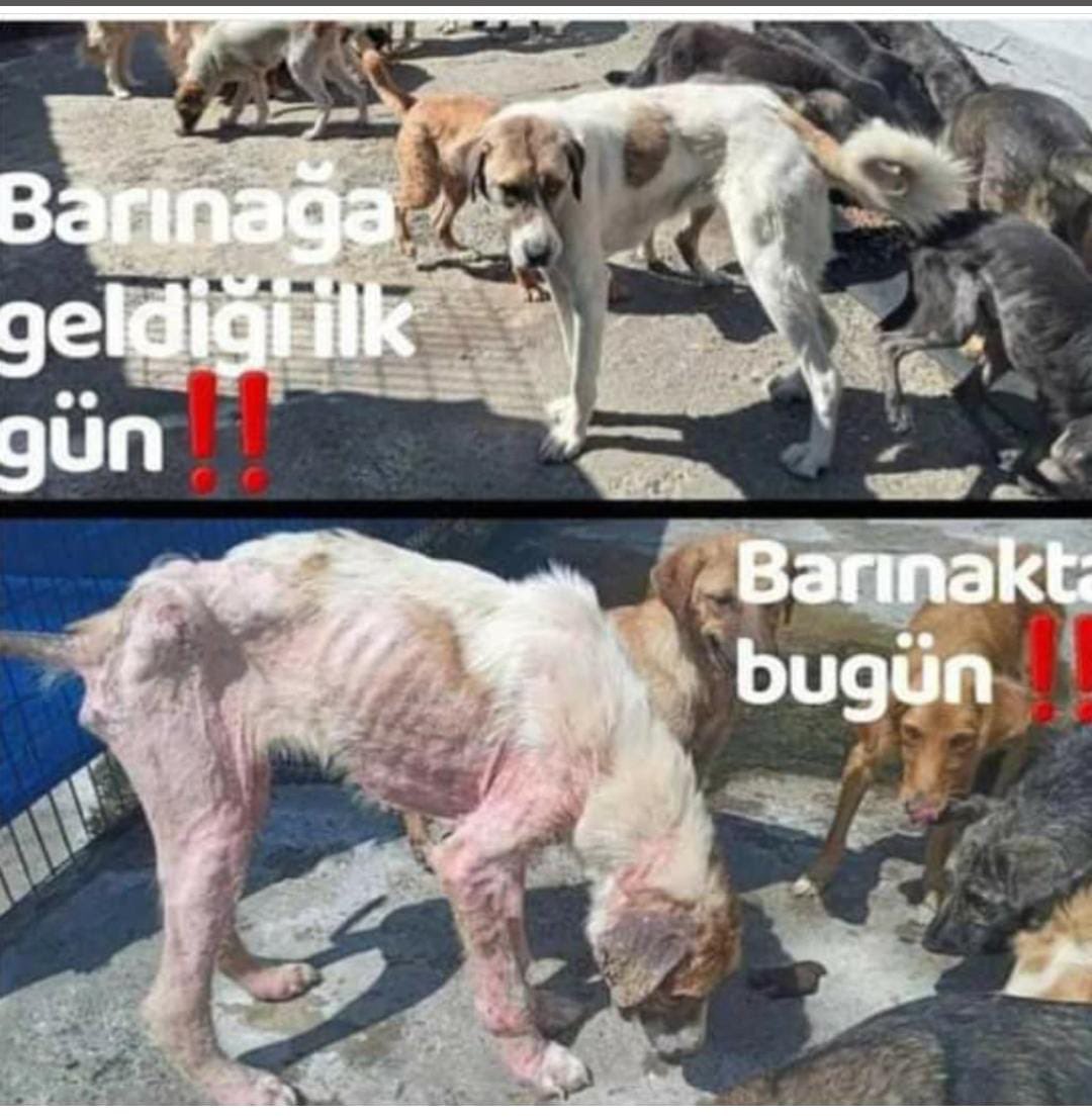 Barınak iyi bir yer mi sanıyorsunuz? Şu fotoğrafa bir bakın Suçları ne? Sessiz kulları ağlatmayın daha fazla… 
#SokakHayvanlarıSahipsizDeğil
#sahipsizlerinsahibiyiz 

<a href="/RTErdogan/">Recep Tayyip Erdoğan</a>