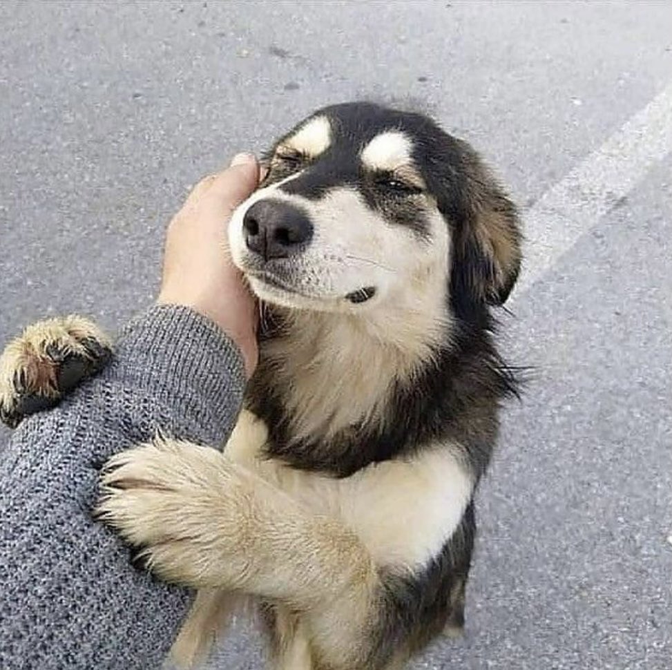 Kötü köpek yoktur…Sen !!!
insanoğlu en acımasız olan sensin…..#SokakHayvanlarıSahipsizDeğil