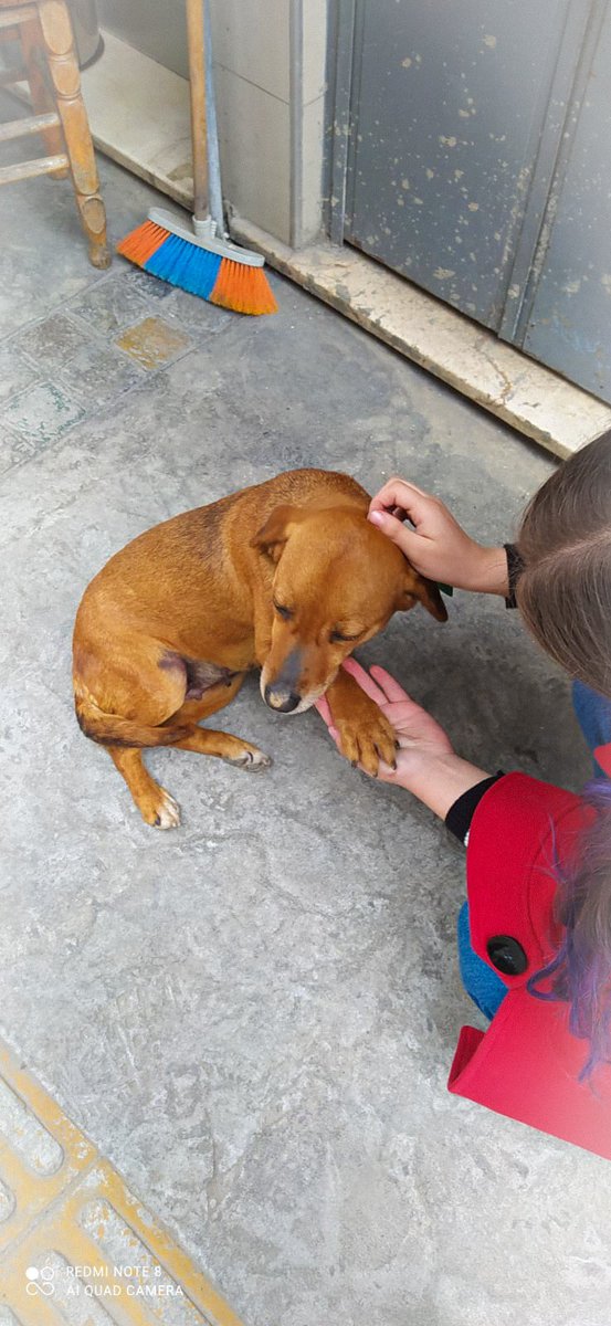 Sahipli köpeklerin yaptığı saldırının cezası neden masum sokak hayvanlarına çektiriliyor? 
#SokakHayvanlarıSahipsizDeğil
#sahipsizlerinsahibiyiz