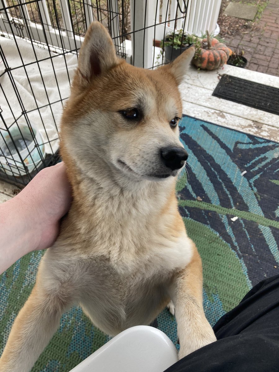 jk (@cleoslebowski) on Twitter photo Hanging out with this cool good girl shibe. Merry Christmas <a href="/heytherejeffro/">Jeff May (Your Mom's Version)</a> ! Hanging out with this cool good girl shibe. Merry Christmas <a href="/heytherejeffro/">Jeff May (Your Mom's Version)</a> !
