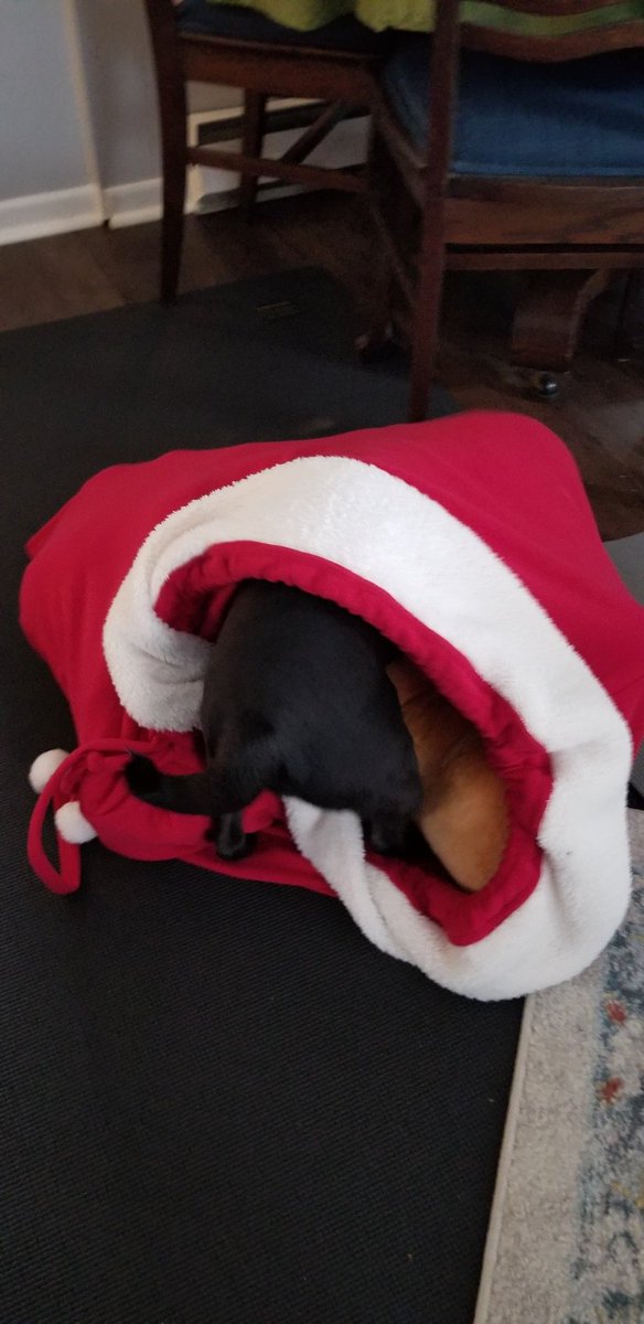 MisterPemberto1's tweet photo. Guys, guys..I found Santas Bag π
ππ
ππ #christmaspug #christmas #pug #puglife #pugs #pugsoftwitter #dogsoftwitter #santapaws #santapug #santa https://t.co/uDYjXE11a5