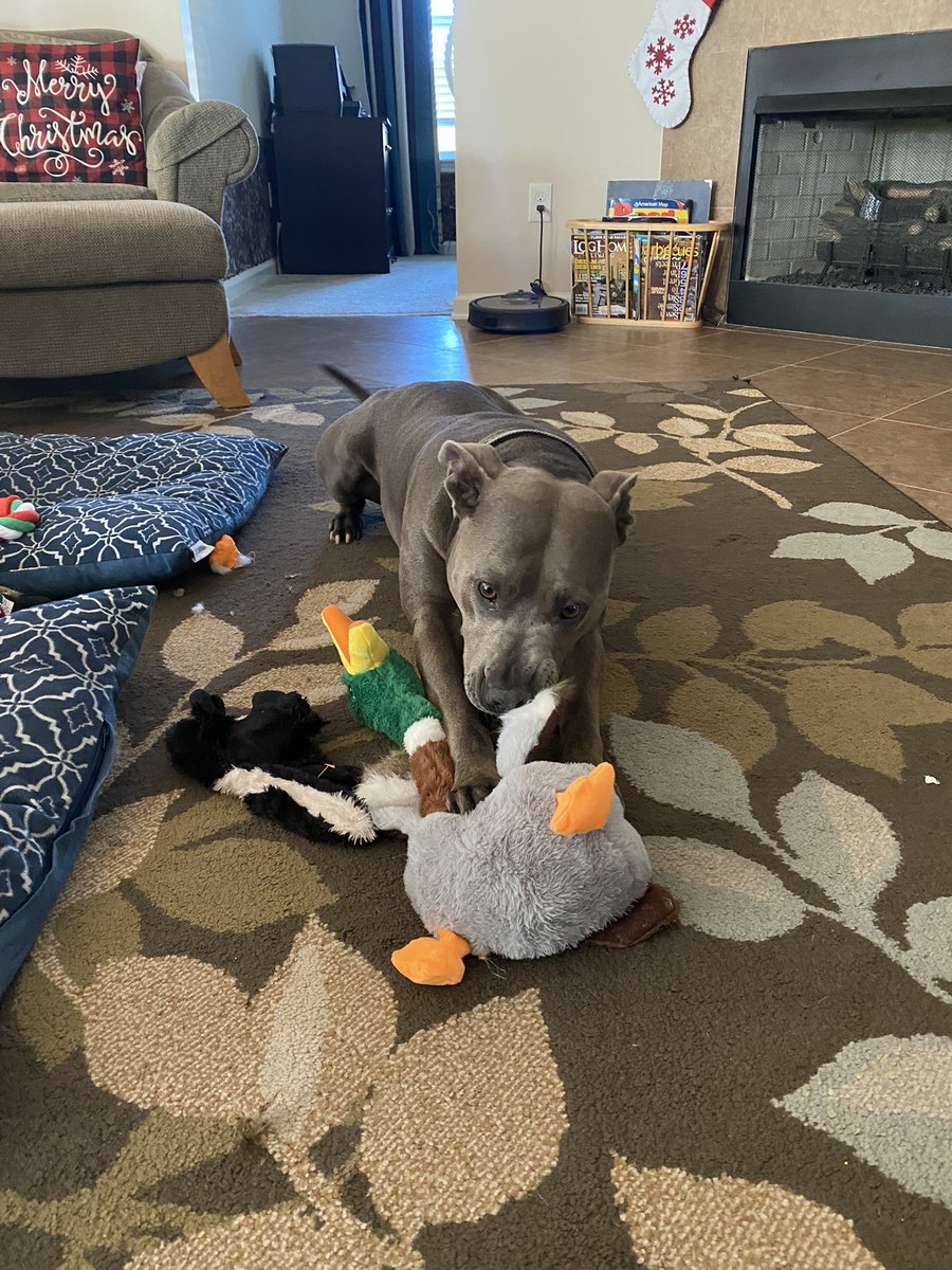 CptnGrnEyes's tweet photo. My bullies couldn’t be happier this Christmas 🎄 @usa_pitbull @pitbullsad #hugabull #standupforpits #AdoptDontShop #maxwellnmarley https://t.co/VIQOtRXUnp
