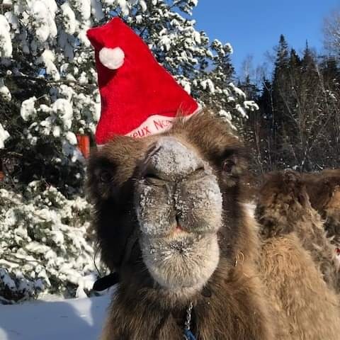 Joyeux Noël à tous ! 🎄

Le Zoo sauvage vous souhaite une période des Fêtes remplie de moments magiques. 🎁