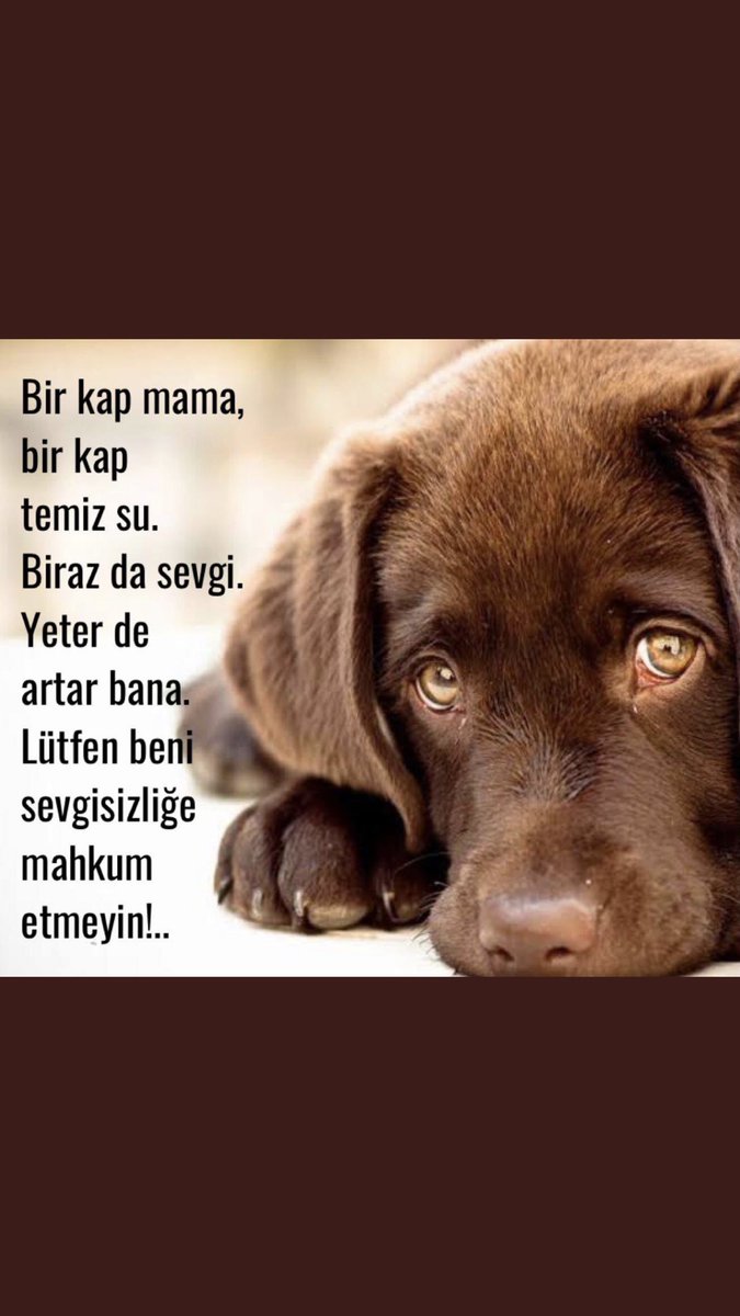 Suç bu masum canlarda değil, ceza onlara kesilmemeli .. #sahipsizlerinsahibiyiz