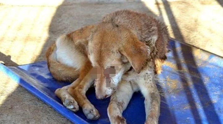 solcugazete's tweet photo. Zonguldak'ta bir köpeğin iki gözünün dağlandığı, ayrıca ayaklarından da yara aldığı tespit edildi...

#SokakHayvanlarıSahipsizDeğil https://t.co/MzQyzSzWFP