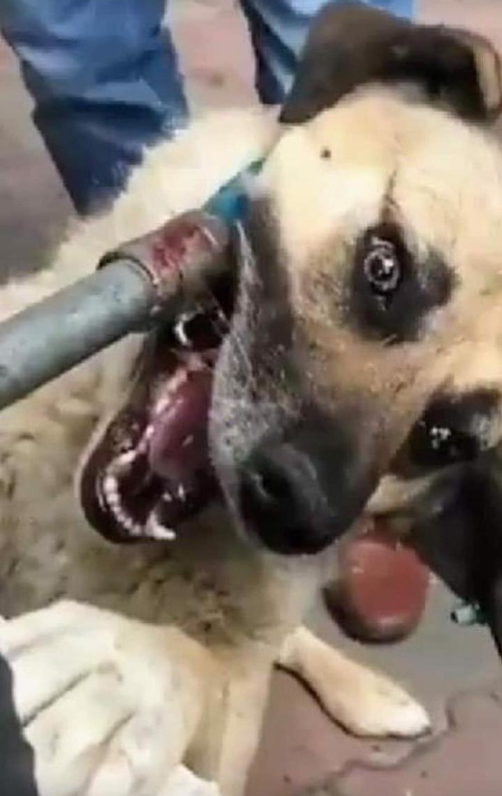 Geçen yıl gizli yapıyorlardı. Dünden beri aleni yapılıyor, yasaya rağmen! 
Gökyüzü sessiz çığlıklarla, korkunun yaydığı karanlık enerjilerle doluyor.  
Bereket mi, dirlik mi, düzen mi bekliyorsunuz? Beklemeyin gelmez… 
#sahipsizlerinsahibiyiz #SokakHayvanlarıSahipsizDeğil