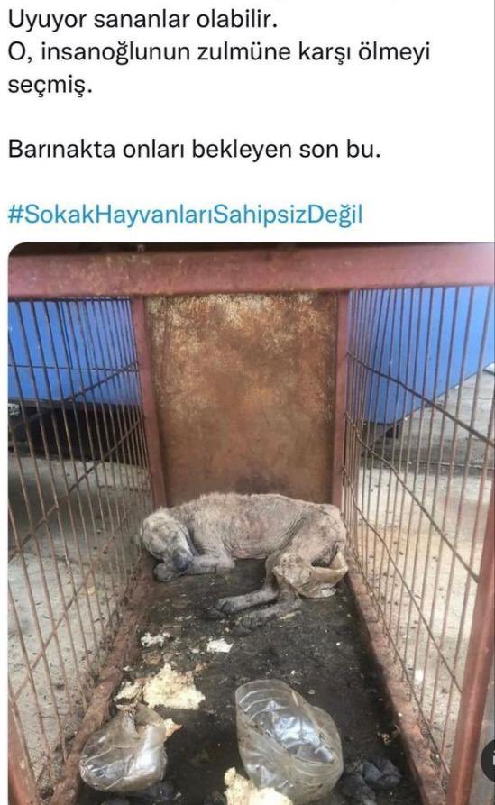 #sahipsizlerinsahibiyiz  #SokakHayvanlarıSahipsizDeğil