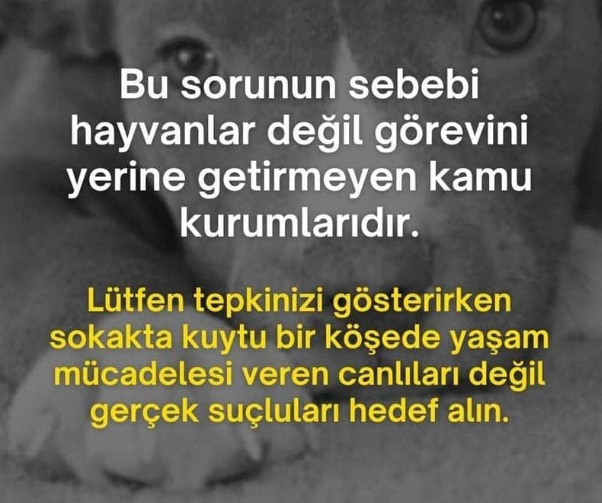 SinemHncrgzl's tweet photo. Yeterli ve düzenli kısırlaştırma yapmak belediyelerin görevidir. Artan popülasyonun sorumlusu olarak, sahipli bir hayvanın sahibince kontrolsüzce sokağa salınmasının suçlusu, sokaklarda yaşayan canlarımız değildir.
#SokakHayvanlarıSahipsizDeğil
#SahipsizlerinSahibiyiz https://t.co/jUGJnYyGQQ