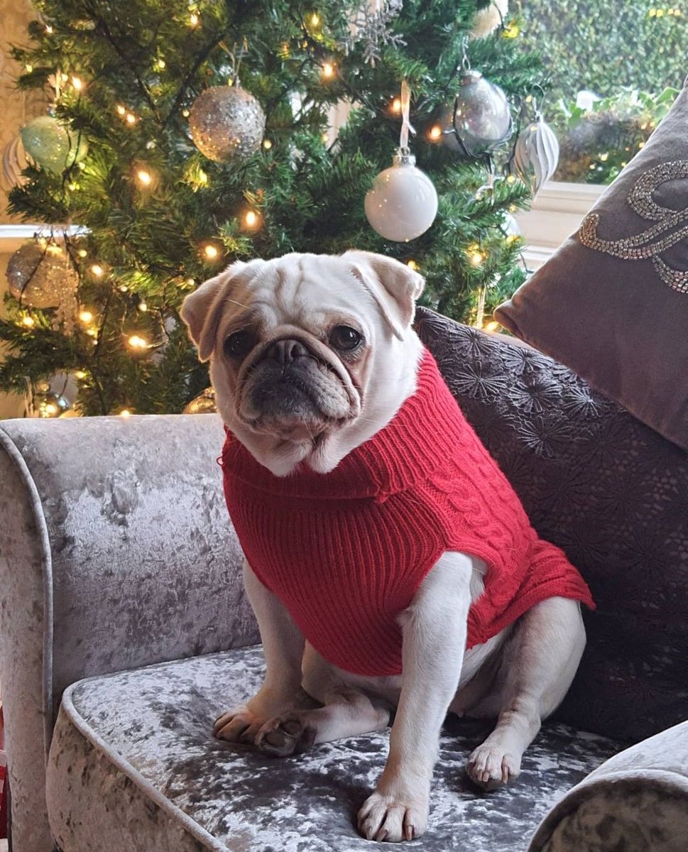LaurathePugMom's tweet photo. Merry Christmas Fur-friends🌲❤️
#pug #puglove #christmas #pugmas #whitepug https://t.co/Ir7zAkygoL