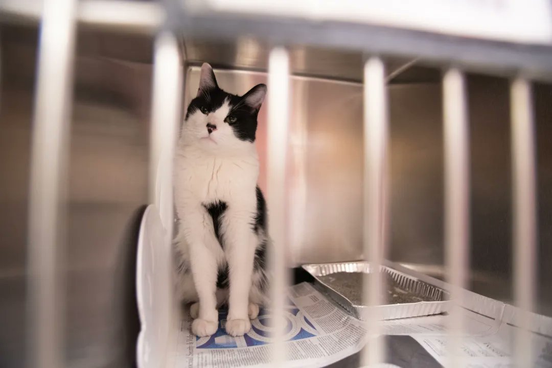 Block Club Chicago Chicago Animal Control Is Waiving Pet Adoption Fees And Providing Gifts For Rescued Animals Through The Holidays T Co Loho5xmogu T Co Domthz7hio Twitter