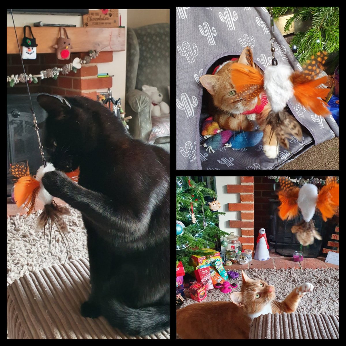MogmansWardrobe's tweet photo. We have had an amazing Christmas! Santa must've had us all on his Good boy list!
My Humans and me now have new #TeamMogMan hoodies, so we all match!
I got to be chief taster for the beef! I approved!
Thank you everyone who sent us prezzies & cards! We've been thoroughly spoilt! https://t.co/g3HQuPmt2U