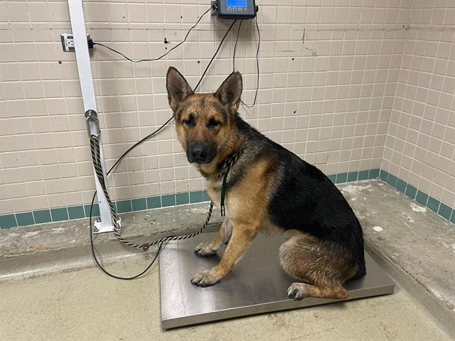 Hi! Male, black and brown German Shepherd Dog. My age is unknown old.… petharbor.com/pet.asp?uaid=P…