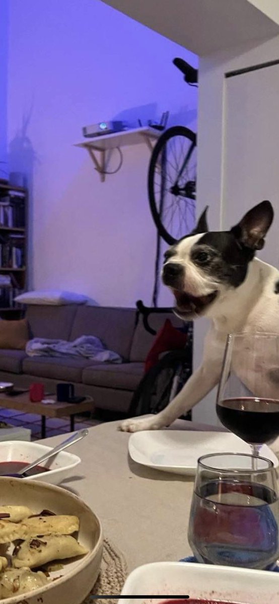 Can’t stop laughing at my dog son looking like a mad dad scolding us at the dinner table