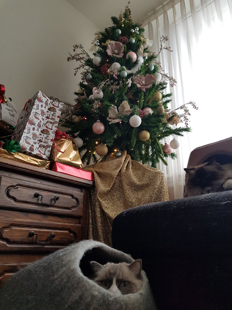 LizzySemmy's tweet photo. Merry Christmas to all my furrfriends.  The Christmas tree is still standing! 🎄🎄🎄🎄🐈🐈❤🐈🐈
#CatsOfTwitter #cats #catlovers #christmaswishes #ChristmasTree #christmascat https://t.co/OzSzoBAA64