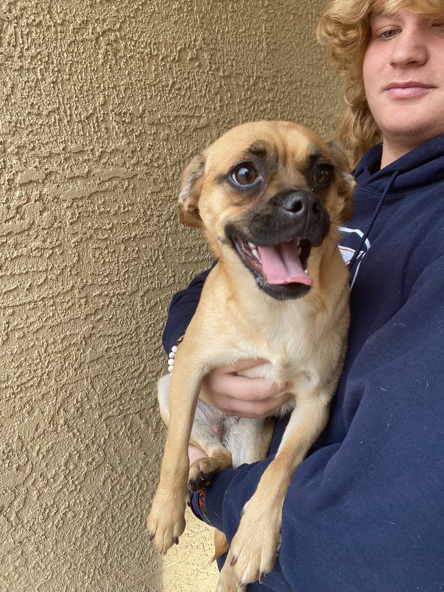 Merry Christmas everyone! This morning, we received a phone call from my brothers girlfriend about a little pup running around our neighborhood. She was found near the Empire Heights park off Jumping Cholla. She is safe but we can’t keep her for long. <a href="/whatsuptucson/">Whats Up Tucson</a>