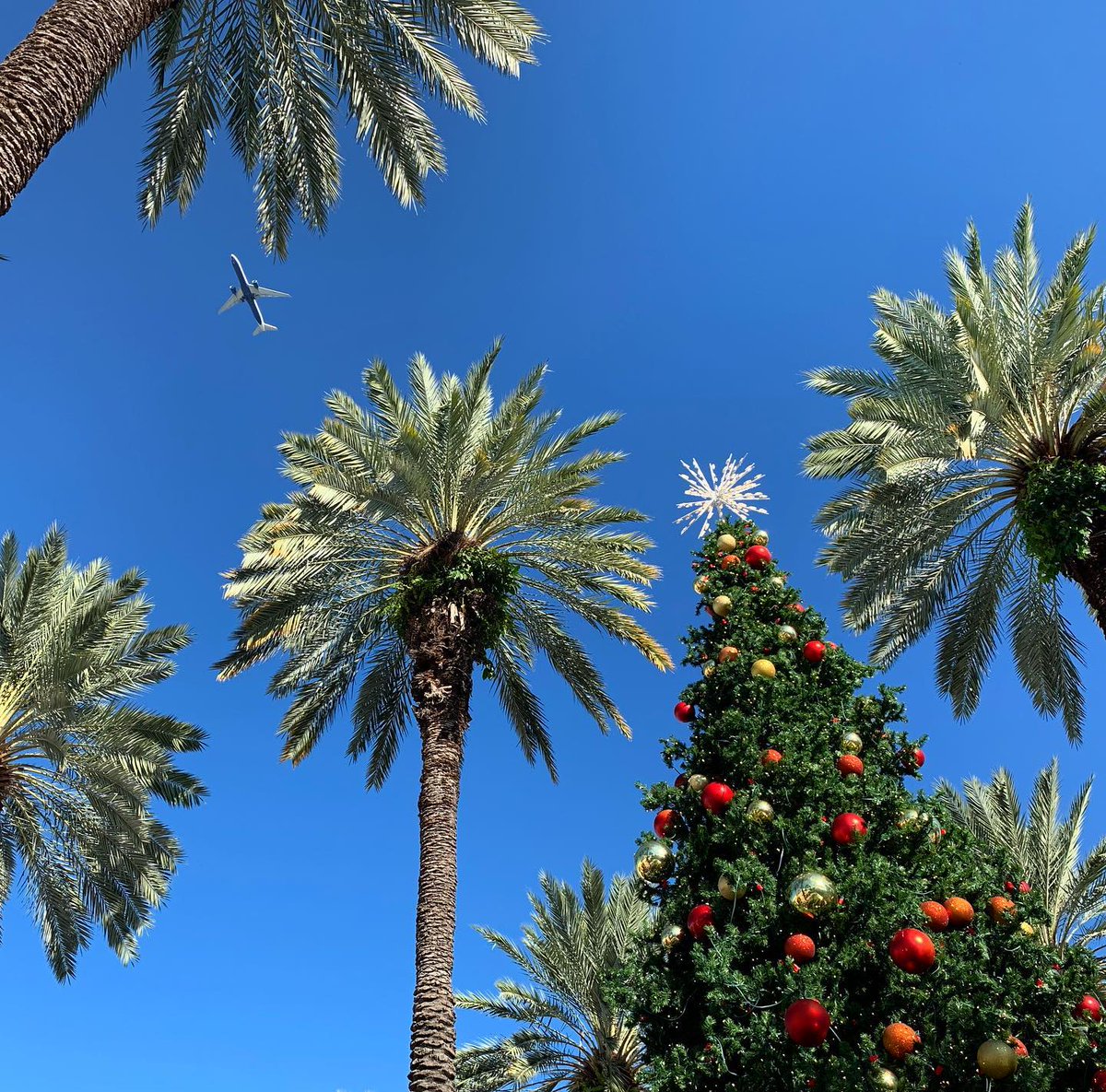 visitmiami's tweet photo. We wish you a #MerryChristmas Greater #Miami &amp; #MiamiBeach! May your day be filled with love, peace, &amp; joy! ❤️🎄

📸: @jlgenin https://t.co/ttRXhGWd64