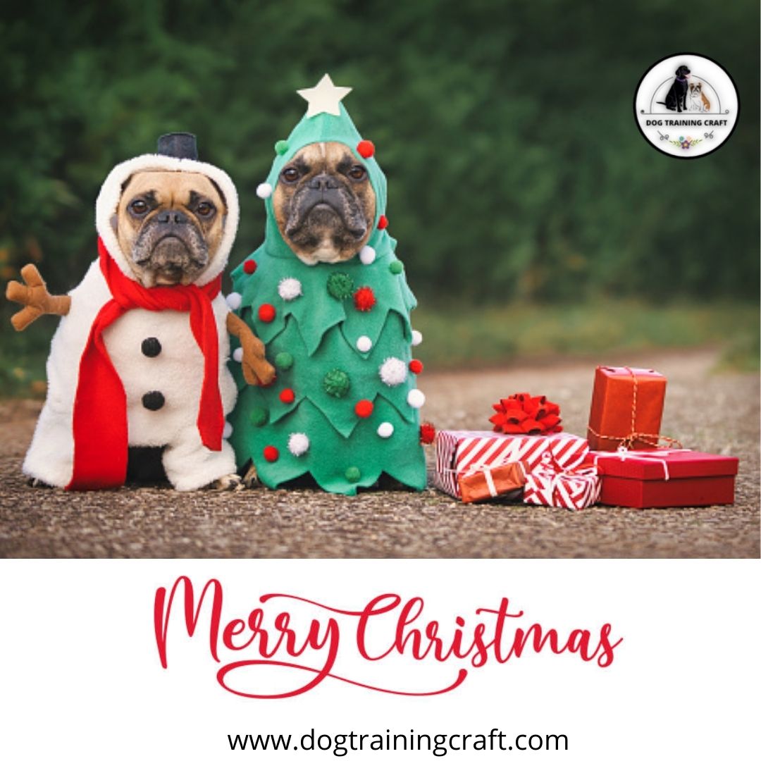 The spirit of Christmas is bright and magical. May this Christmas enchant you with hope and bliss that lasts beyond the holiday season. Merry Christmas 2021!
#Christmas #Christmasfestival #holidayseason #festiveseason #Merrychristmas #festivals #christmas2021 #dogs #dogtraining